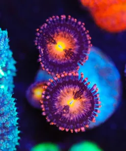 Wysiwyg Pineapple Express Zoas [F20]