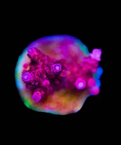 Wysiwyg Red PLanet Frag [F200]