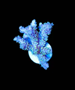 Wysiwyg Acropora Frag [F202]
