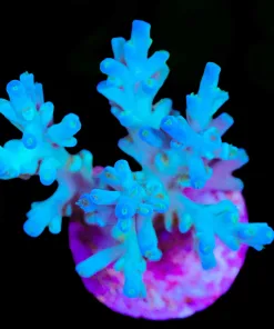 Wysiwyg Ice Fire Enchinata Frag [F203]