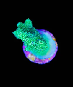 Wysiwyg Acropora Millepora Frag [F204]