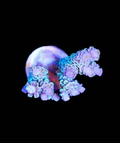 Wysiwyg Pacific Rim Tenuis Frag Large [F205]