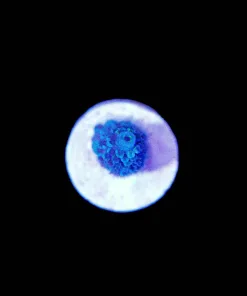 Wysiwyg Acropora Blue Jedi [F206]