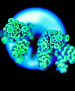 Wysiwyg Acropora Tenuis [F206]