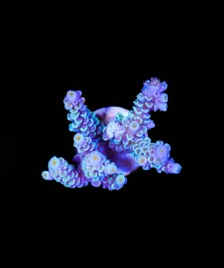 Wysiwyg Pacific Rim Tenuis Frag Large [F207]