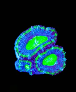 Wysiwyg UFO Acan Frag [F21]