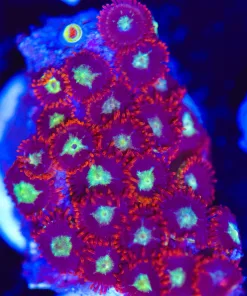 Wysiwyg Yellow Centre Zoa Frag [F21]