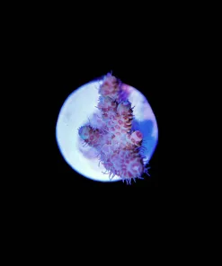Wysiwyg Acropora Frag [F211]