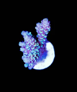 Wysiwyg Acropora Tenuis Frag [F214]