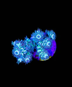 Wysiwyg Master Fuzzy Acropora Tenis Frag [F214]