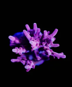 Wysiwyg Top Shelf Aquatics Red Robyn Large Frag [F215]