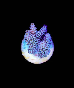Wysiwyg Acropora Frag [F216]