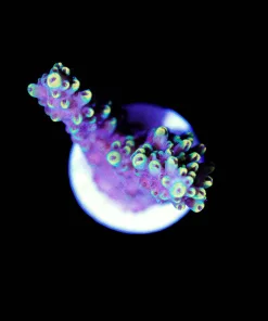 Wysiwyg Sabertooth Acropora Frag [F216]