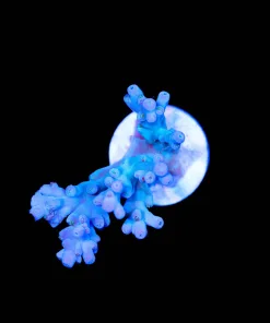 Wysiwyg Blue Enchinata Frag | Idonesia [F217]