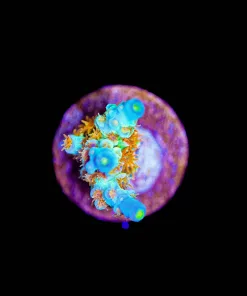 Wysiwyg Reef Raft Orange Passion Acropora Frag [F218]