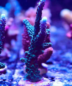 Wysiwyg Massive Blue Flame Tip Frag [F219]