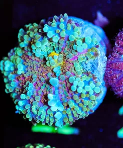 Wysiwyg Yuma Coral [F22]