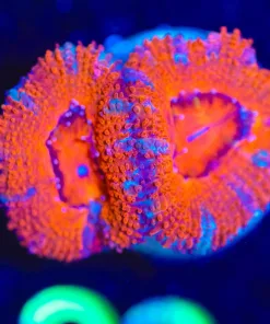Wysiwyg Orange Acan Frag [F22]