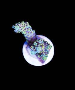 Wysiwyg Megaman Acropora Frag [F220]