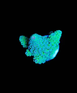 Wysiwyg Acropora Humilis [F221]