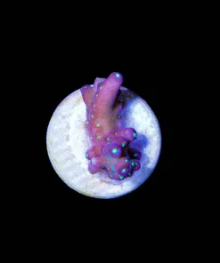 Wysiwyg Acropora Frag Small [F222]