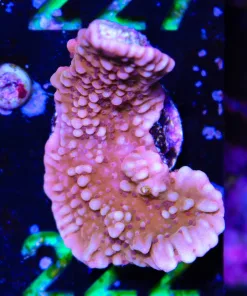 Wysiwyg Large Monticap Frag [F223]