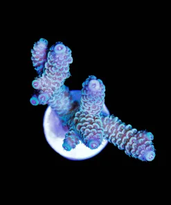 Wysiwyg Acropora Millepora [F224]
