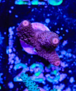 Wysiwyg Tester Acropora | Maximum 2 Per Order | [F224]
