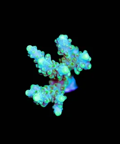 Wysiwyg Golden Gecko Acropora Frag | Large [F226]