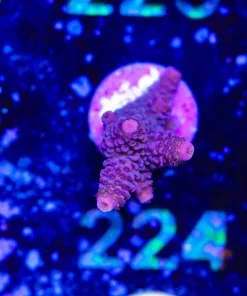 Wysiwyg Tester Acropora | Maximum 2 Per Order | [F226]
