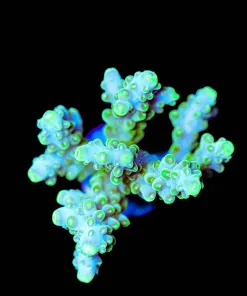 Wysiwyg Golden Gecko Acropora Frag | Large [F227]