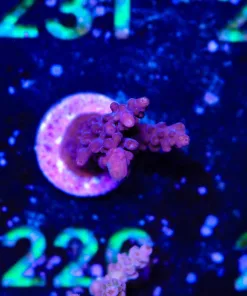 Wysiwyg Tester Acropora | Maximum 2 Per Order | [F227]
