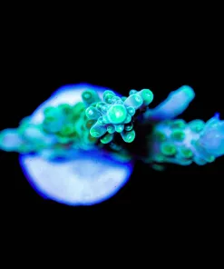 Wysiwyg Acropora Frag [F228]