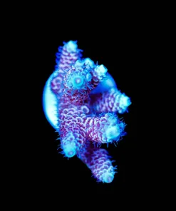 Wysiwyg Raspberry Acropora Millepora [F229]