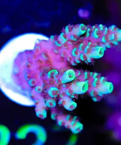 Wysiwyg Green Fuzzy Acropora Farg [F229]