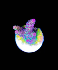 Wysiwyg Watermelon ACropora [F230]