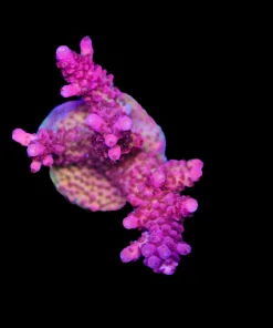 Wysiwyg X-Large ORA Red Planet Acropora Farg [F230]