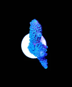 Wysiwyg Blue Jedi Acropora Frag | The Bluest Acro We Got ! [F231]