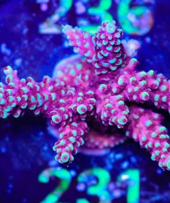 Wysiwyg Massive Golden Eagle Acropora Farg [F231]