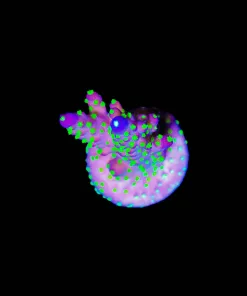 Wysiwyg Bonsai Valida Acropora [F232]