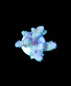 Wysiwyg Acropora Millepora Frag [F233]