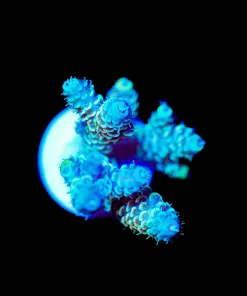 Wysiwyg Acropora Frag [F233]