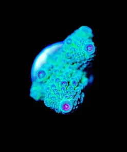 Wysiwyg Acropora Humilis [F234]