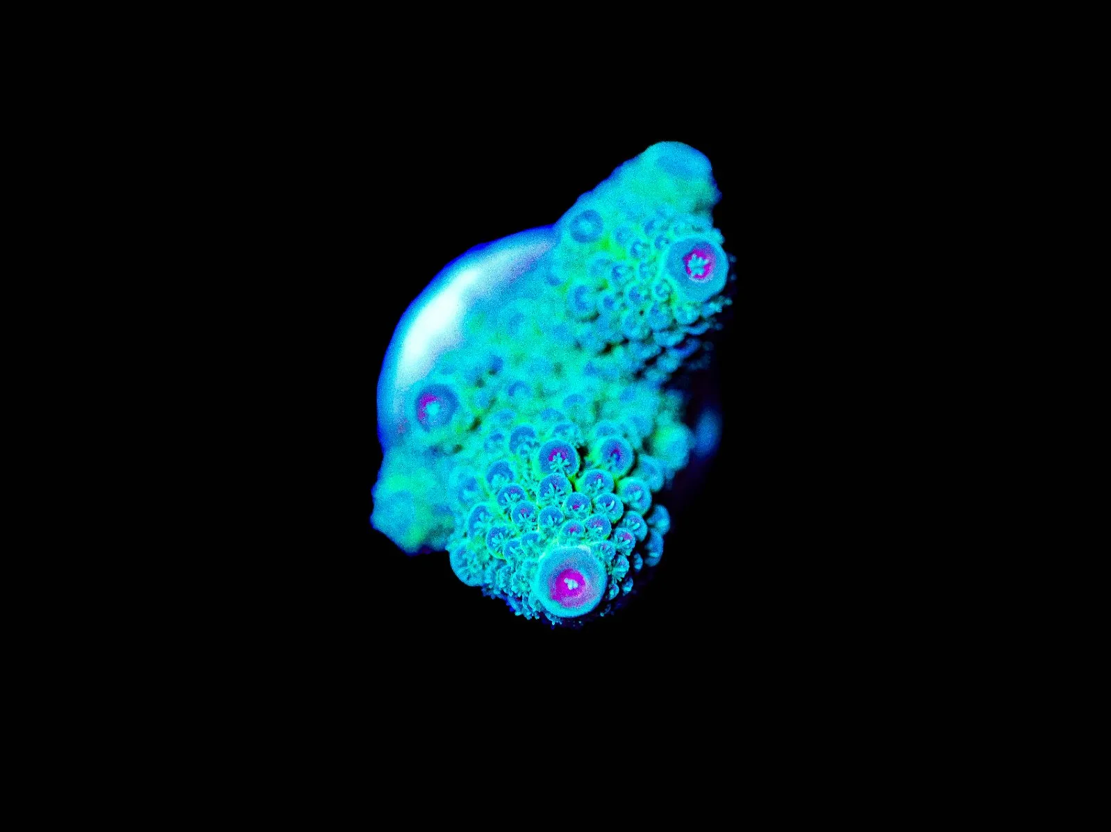 Wysiwyg Acropora Humilis [F234]