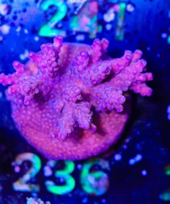 Wysiwyg Super Well Encursted Acopora Frag [F236]