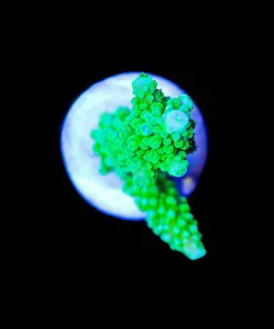 Wysiwyg Bali Green Slimer Frag [F237]