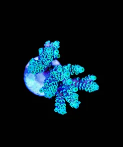 Wysiwyg Acropora Tenuis Frag Large [F238]