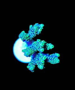 Wysiwyg Tenuis Acropora [F238]