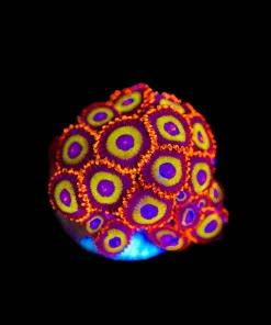 Wysiwyg Fruit Loop Zoa Frag | Plug Completely Full Of Heads [F24]