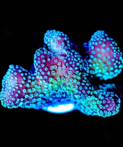 Wysiwyg Blue Dream Pocillipora [F242]